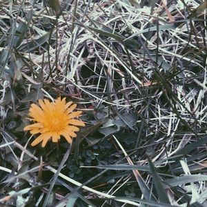 Meet your Posher, Bailey